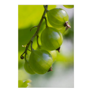 Green Gooseberries CC0324 New Options Poster
