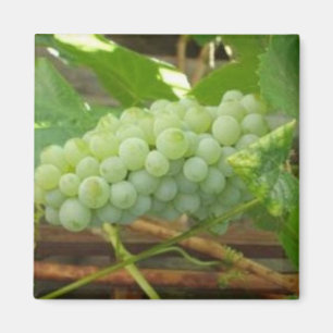Green Grapes of California Magnet