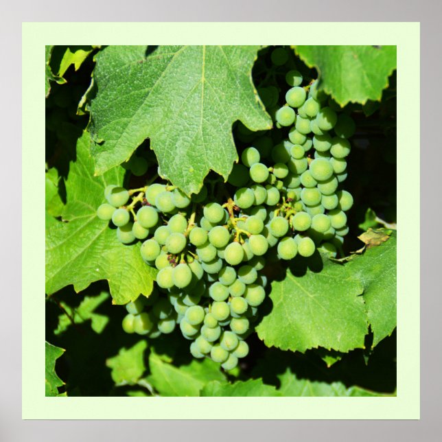 Green grapes on the vine poster (Front)