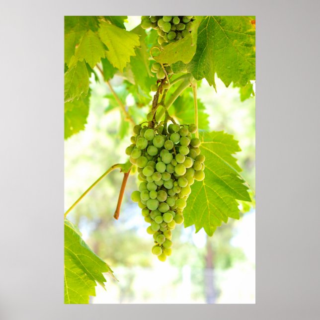 Green grapes on vine poster (Front)