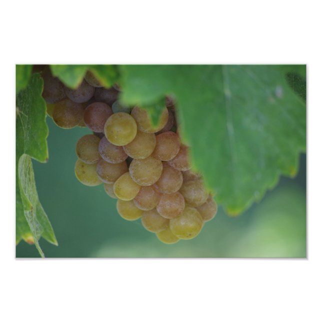 Green Grapes Photo Print (Front)