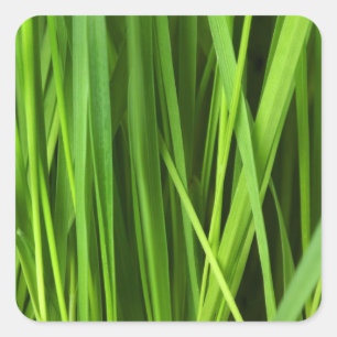 Green Grass background Square Sticker