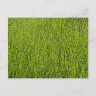 Green Grass Postcard