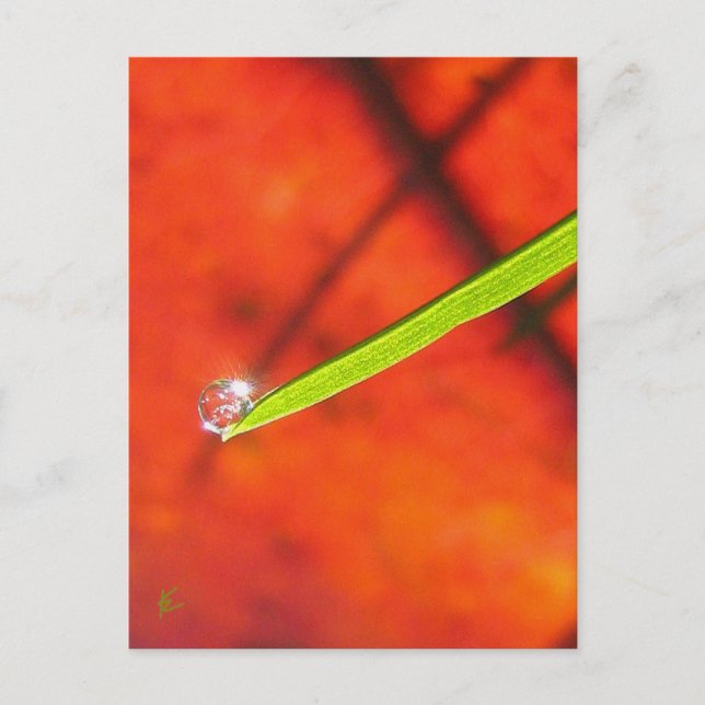 Green Grass with Dew, Red and Green Nature Postcard (Front)
