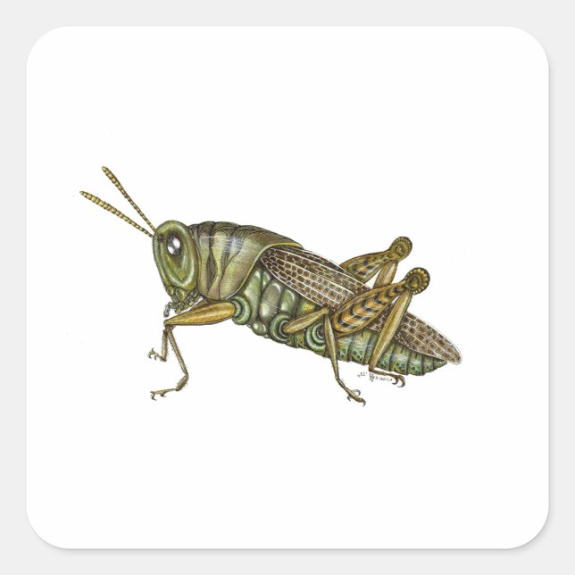 Green Grasshopper Square Sticker (Front)