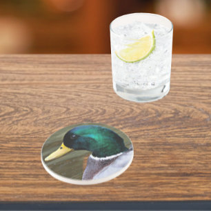 Green Headed Mallard Duck Photo Sandstone Coaster