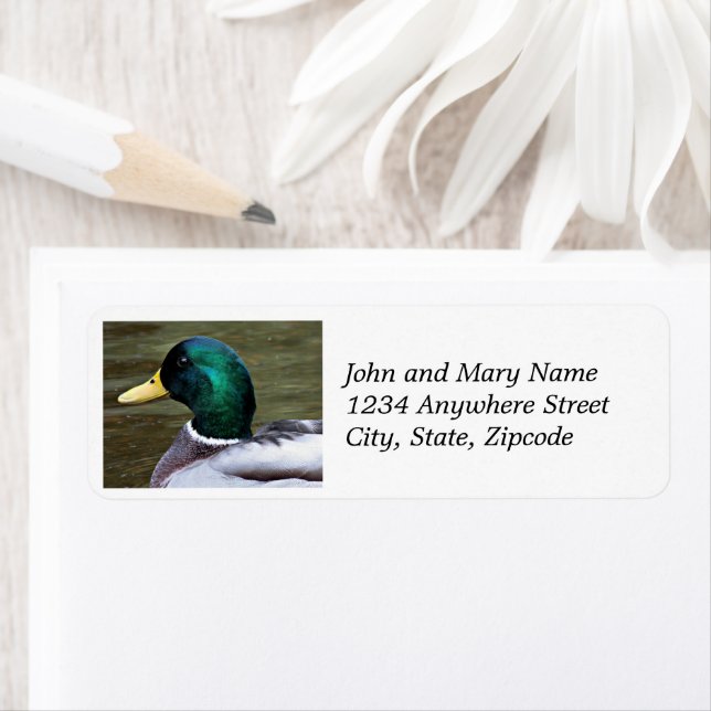 Green Headed Mallard Duck Return Address (Insitu)