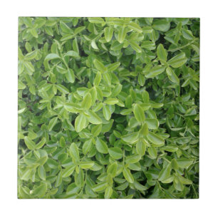 Green Hedge Shrub Type Plant Photograph Photo Tile