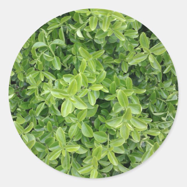 Green Hedge Shrub Type Plant Photograph Sticker (Front)