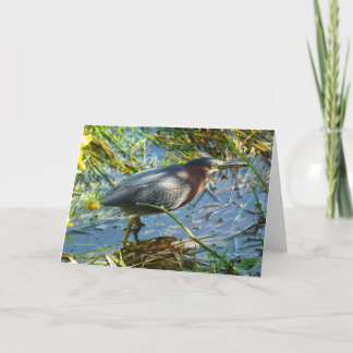 "Green Heron 1." Greeting Card