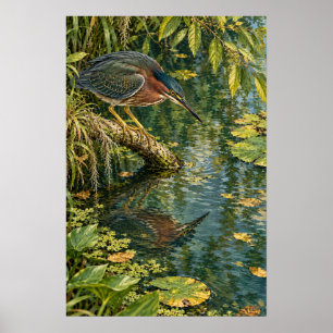 Green Heron Above the Quiet Waters of South Texas Poster