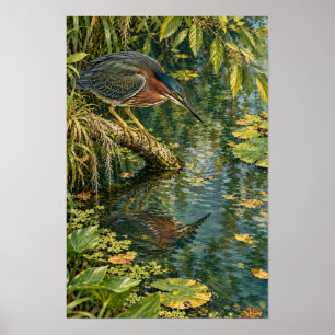 Green Heron Above the Quiet Waters of South Texas Poster