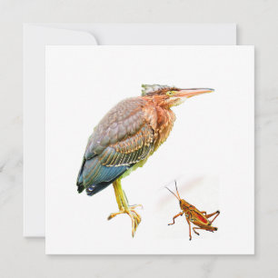 Green heron and Grasshopper