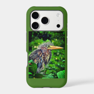 Green Heron (Butorides virescens)