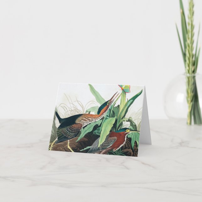Green Heron by John James Audubon Thank You Card (Front)
