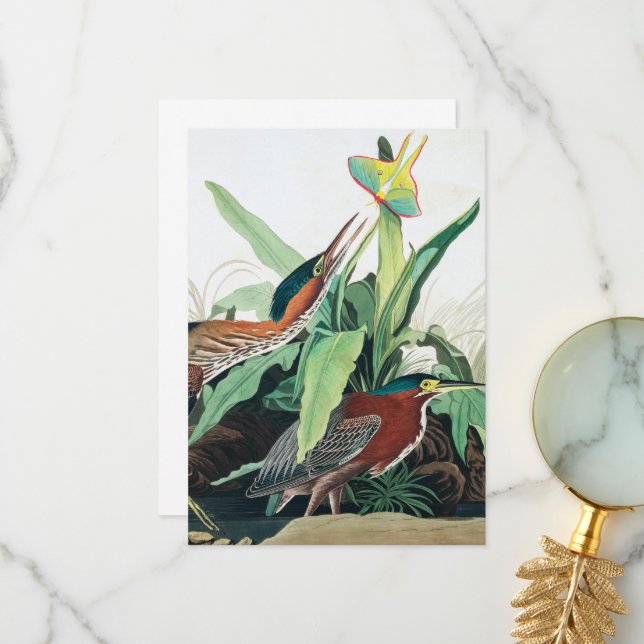 Green Heron by John James Audubon Thank You Card (Front/Back In Situ)