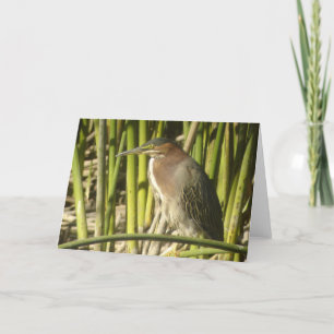 Green Heron Card