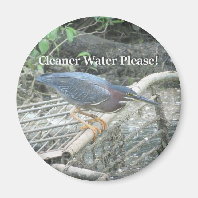 Green Heron Ecology magnet (Front)