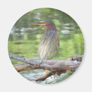 Green Heron magnet