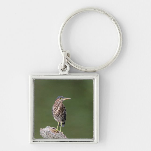 Green Heron on a log Keychain (Front)