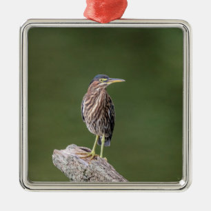 Green Heron on a log Metal Ornament