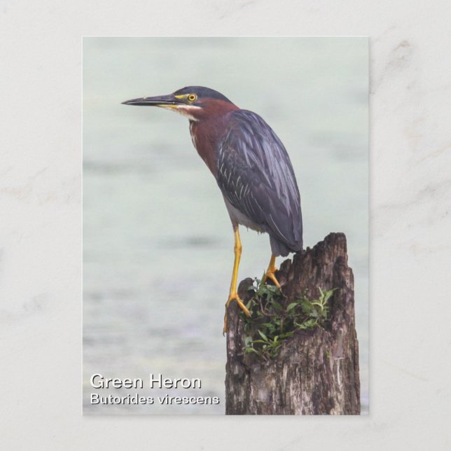 Green Heron Postcard (Front)