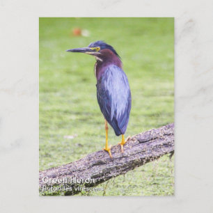 Green Heron Postcard