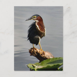 Green Heron Postcard