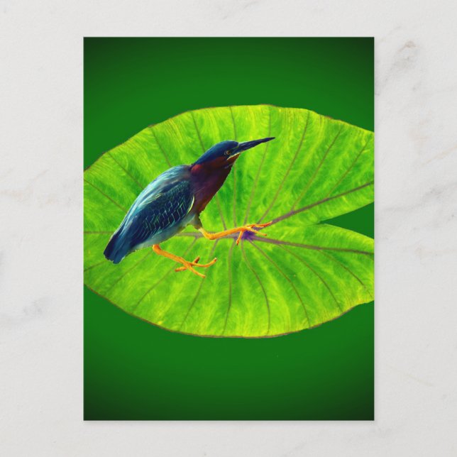 Green heron postcard (Front)