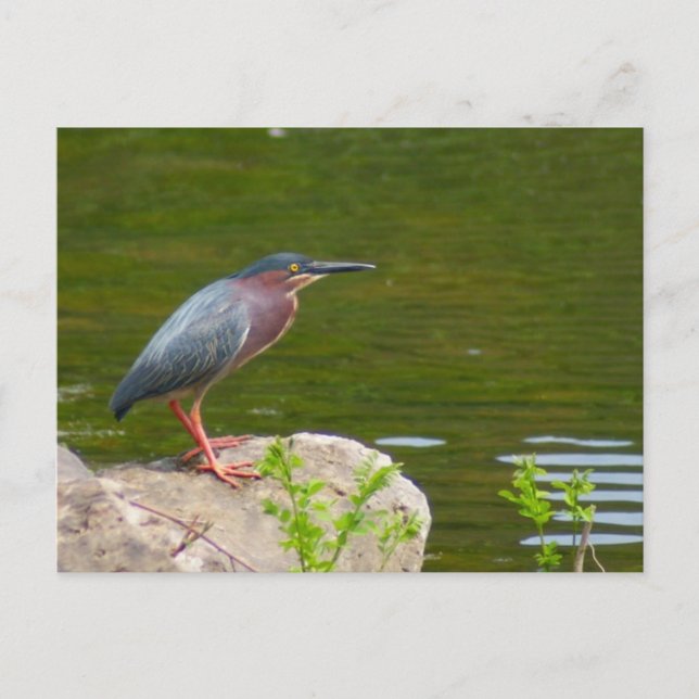 Green Heron Postcard (Front)