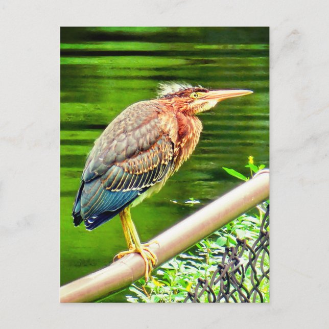 Green heron postcard (Front)