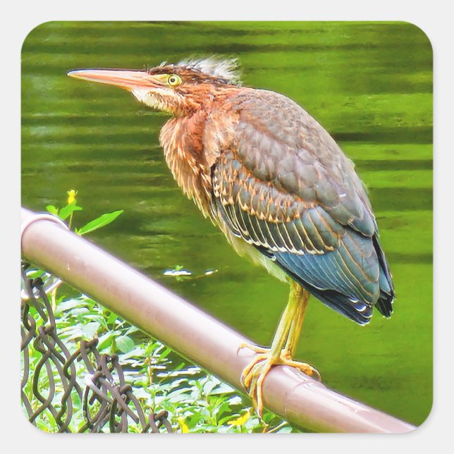 Green heron square sticker (Front)