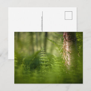 Green Horsetail Photo Holiday Postcard
