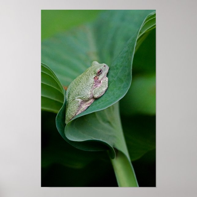 Green Hosta Leaf and Frog Poster (Front)