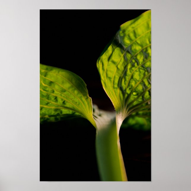 Green Hosta Leaf on Black Poster (Front)