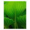 Green Hosta Leaf
