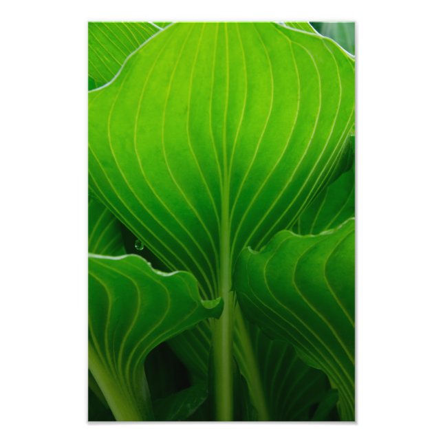 Green Hosta Leaf Photo Print (Front)