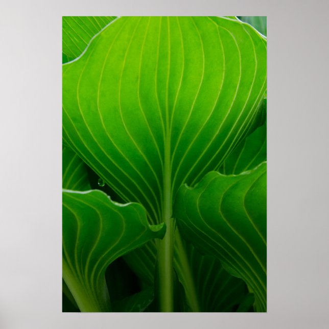 Green Hosta Leaf Poster (Front)