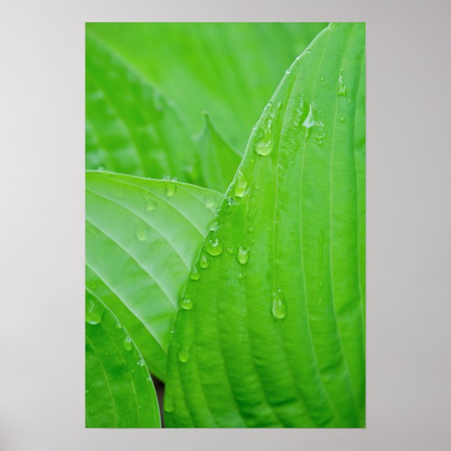 Green Hosta Leaves and Water Droplets Poster (Front)