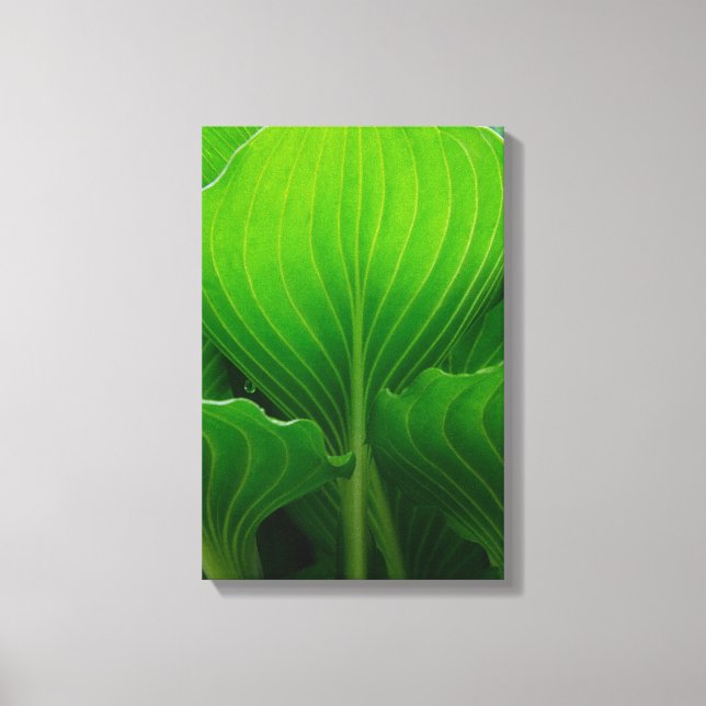Green Hosta Leaves Canvas Print (Front)