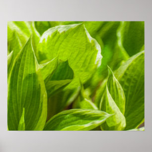 Green Hosta Leaves Poster