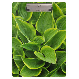 Green hosta leaves print clipboard