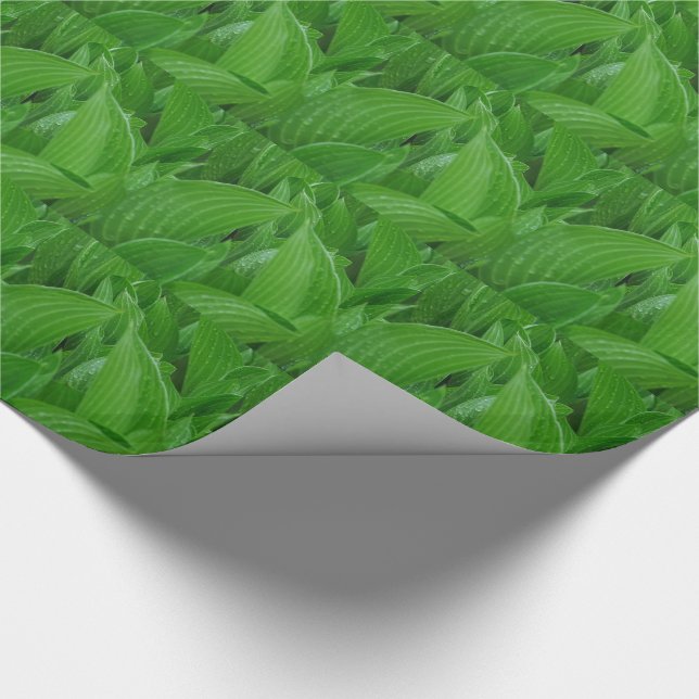 Green Hosta Leaves with Raindrops Wrapping Paper (Corner)