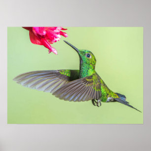 Green Hummingbird Flying to a Red Flower Poster
