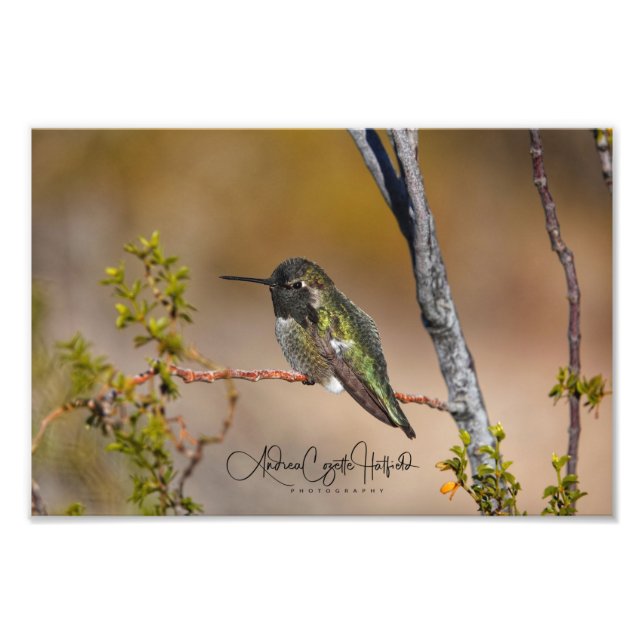 Green Hummingbird Photo Print (Front)