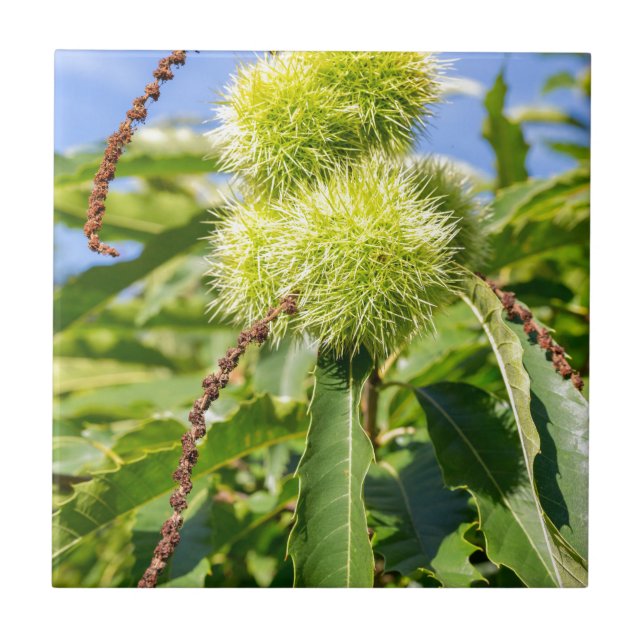 Green husks and leaves of sweet chestnut tree tile (Front)