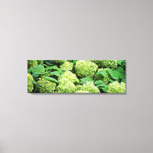 Green hydrangea canvas print
