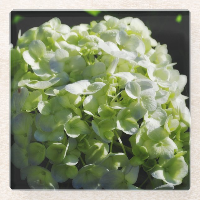 Green Hydrangeas Flowers Glass Coaster (Front)