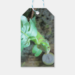 Green iguana Gift Tags