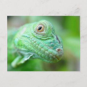 Green Iguana Lizard Reptile On Leaf Postcard